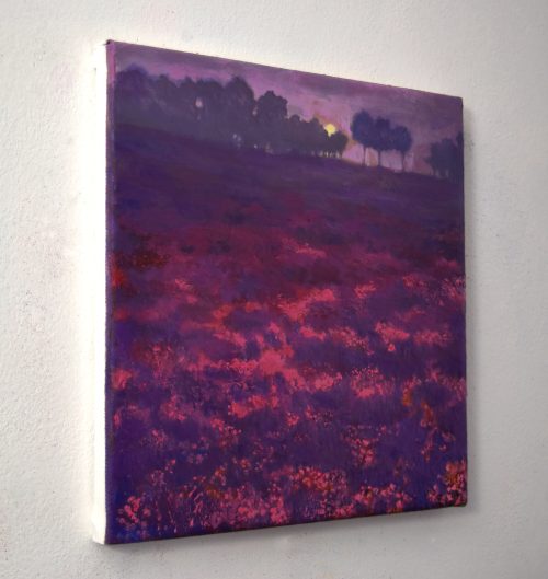 Sideview of the atmospheric purple bog heather at dawn painting with the sun rising behind the treeline